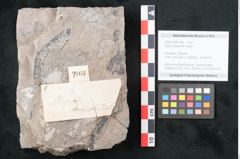 Foto (Objekt + Etikett) von Myrica deperdita Unger (NHMW-GEO-2024-0188-7963)